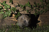 European Hedgehog (Erinaceus europaeus) using hole in garden fence to move between gardens, Norfolk