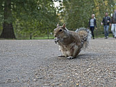Grey Squirrel (Sciurus carolinensis) in London Park