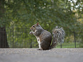Grey Squirrel (Sciurus carolinensis) in London Park