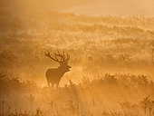 Red Deer (Cervus elaphus) stag during rut, Richmond Park, London, October