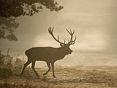 Red Deer (Cervus elaphus) stag during rut, Richmond Park, London, October