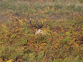 Red Deer (Cervus elaphus) stag during rut Richmond Park London October