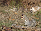 Grey Squirrel Sciurus carolinensis collecting Sweet Chestnuts to cache for winter Richmond Park London October