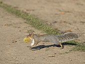 Grey Squirrel (Sciurus carolinensis) collecting Sweet Chestnuts to cache for winter Richmond Park London October