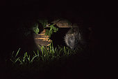 European Hedgehog (Erinaceus europaeus) using hole in garden fence to move between gardens, Norfolk