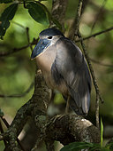 Boat-billed Heron (Cochlearius cochlearius), adult on mangrove, Costa Rica, October
