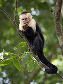 White-faced Capuchin Monkey (Cebus capucinus), eating apple stolen from tourist, Manuel Antonio National Park, Costa Rica, October