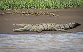 American crocodile (Crocodylus acutus), Tarcoles river, Costa Rica, October