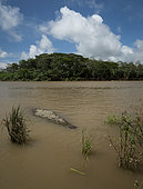 American crocodile (Crocodylus acutus), Tarcoles river, Costa Rica, October