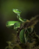 Side-striped Pit Viper (Bothriechis lateralis), Costa Rica, October