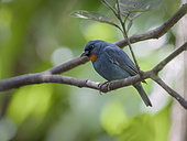 Orangequit (Euneornis campestris), Montego Bay, Jamaica, February