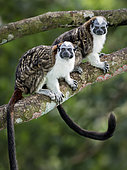 Geoffroy's Tamarin (Saguinus geoffroyi), adult pair, Gamboa, Panama, November