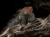 Green iguana (Iguana iguana), male in red-head breeding colors, Tarcoles river, Costa Rica,October