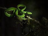 Side-striped Pit Viper (Bothriechis lateralis), Costa Rica, October