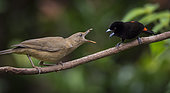 Clay-colored Thrush (Turdus grayi) confronting a male Scarlet-rumped Tanager (Ramphocelus passerinii) over food, Pital, Costa Rica