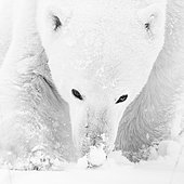 Polar bear (Ursus maritimus), male smells the snow, closeup, West Hudson Bay, Churchill, Manitoba, Canada, North America