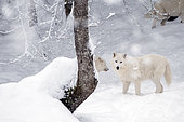 Arctic Wolf (Canis lupus arctos) in the snow