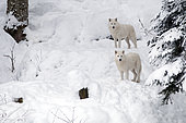 Arctic Wolf (Canis lupus arctos) in the snow