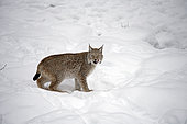 Eurasian Lynx (Lynx lynx) in the snow