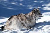 Eurasian Lynx (Lynx lynx) on the lookout in snow