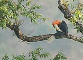Rufous-necked Hornbill (Aceros nipalensis) male preening, perched in tree, Darjeeling, India