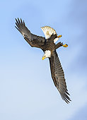 Bald Eagle (Haliaeetus leucocephalus) flying, Alaska, USA