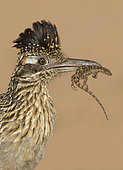 Greater Roadrunner (Geococcyx californianus) with lizard prey in its beak, Arizona, USA