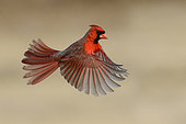 Northern Cardinal (Cardinalis cardinalis) male flying, Texas, USA