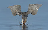 Reddish Egret (Egretta rufescens) hunting, Texas, USA