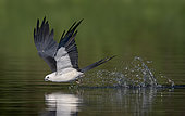 Swallow-tailed Kite (Elanoides forficatus) drinking in flight, Florida, USA