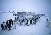 Emperor Penguins (Aptenodytes forsteri), young huddling together to form a creche to keep warm, during storm, Dawson Lambton Glacier, Weddell Sea, Antarctica