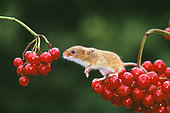 Harvest Mouse (Micromys minutus) on Guelder Rose, autumn, UK