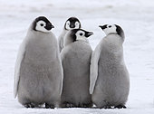 Emperor Penguin (Aptenodytes forsteri) chicks, Snow Hill Island, Weddell Sea, Antarctica, November