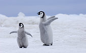 Emperor Penguin (Aptenodytes forsteri) chicks, Snow Hill Island, Weddell Sea, Antarctica, November