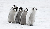Emperor Penguins (Aptenodytes forsteri) chicks, Snow Hill Island, Antarctica, November