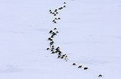 Emperor Penguins (Aptenodytes forsteri) on the march to the sea from their colony Snow Hill Island Antarctica November