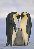 Emperor Penguin Aptenodytes fosterii pair with chick Weddell Sea Antarctica November