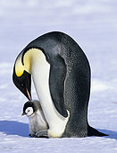 Emperor Penguin (Aptenodytes forsteri), Cape Crozier, Ross Sea, Antarctica