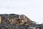 European Otter (Lutra lutra) 3mth old cubs Shetland April