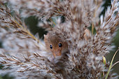 Harvest Mouse (Micromys minutus) Norfolk UK autumn