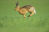 Brown Hare Lepus europaeus Norfolk spring