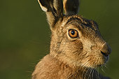 Brown Hare (Lepus europaea) in farmland Norfolk UK