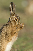 Brown Hare, Lepus europaeus washing. North Norfolk March