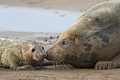 Grey Seal pup (Halichoerus grypus) less than 1 hour old being tended by mother Donna Nook Lincolnshire