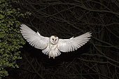 Barn Ow,( Tyto alba) hunting at night North Norfolk May