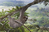 Brown-throated Sloth (Bradypus variegatus) of Three-toed Sloth family, female Panama