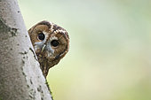 Tawny Owl Strix aluco, Oxfordshire autumn