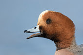 Eurasian Wigeon (Mareca penelope) male calling, Utrecht, Netherlands