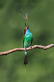 Blue-throated Bee-eater (Merops viridis) perched on a branch with dragonfly prey, Malaysia