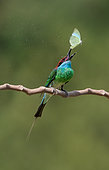 Blue-throated Bee-eater (Merops viridis) perched on a branch with moth prey, Malaysia